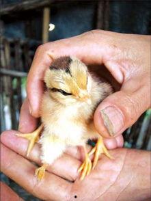 朱先生最新爆料,揭秘娱乐圈惊天秘密！