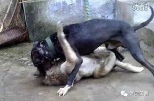 比特犬爆料一手视频,一手视频揭秘事件真相